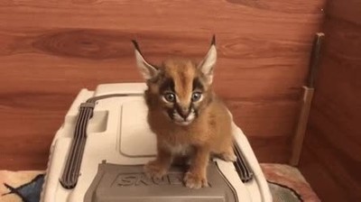 poner,cara,depredador,fiera