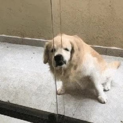 perro,conocer,definici&oacute;n,l&iacute;mites,barreras