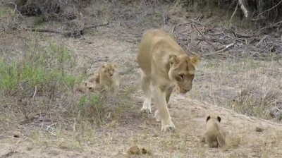 mama,leona,cari&ntilde;osa,peque&ntilde;o