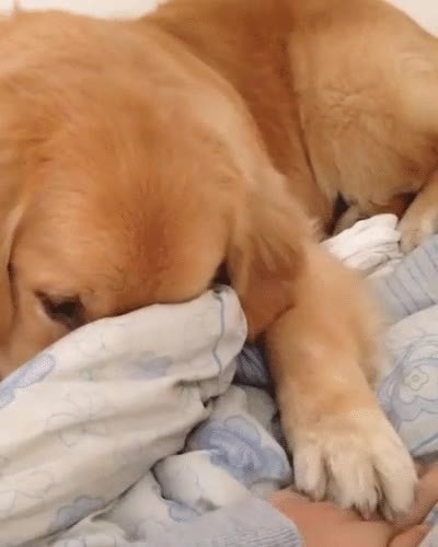 perro,ganar,manos,batalla,mimos