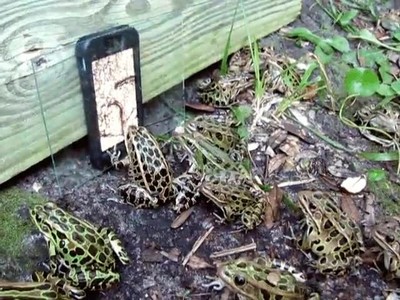 rana,pel&iacute;cula,m&oacute;vil,serpientes