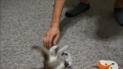 animal,fenec,zorro del desierto