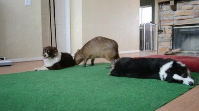 perros,tumbados,capibara