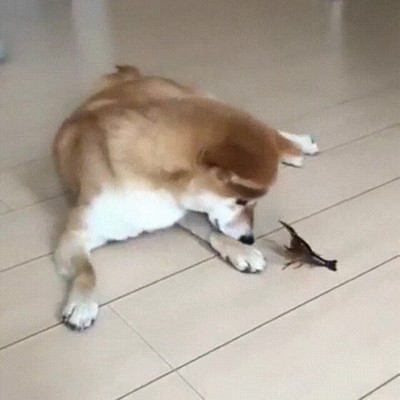 shiba inu,langosta,perro