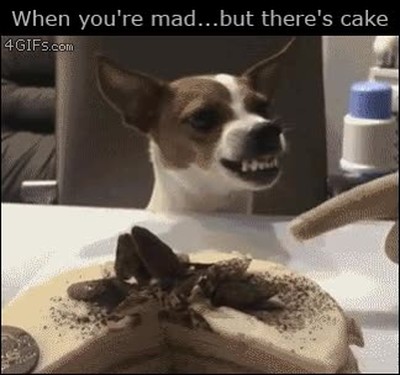 pastel,tarta,perro,reacci&oacute;n