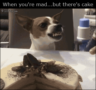 pastel,perro,reacción,tarta
