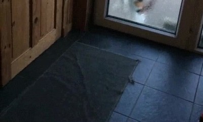 gatos,ladrones,puerta,robar