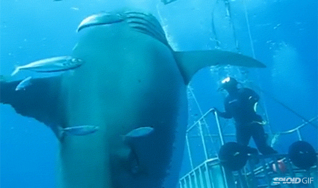 enorme,gigante,tiburón