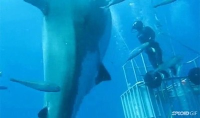 tibur&oacute;n,enorme,gigante