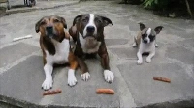 perro,peque&ntilde;o,grande,zanahorias