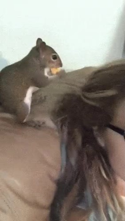 ardilla,esconder,camuflar,ganchito