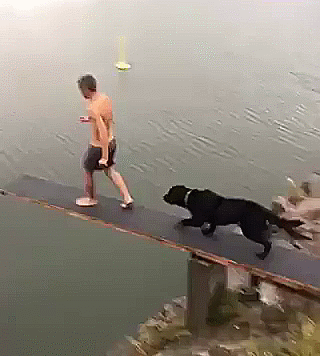 perro,salto,trampolín