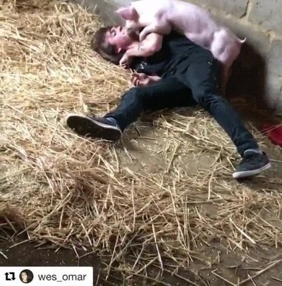 cerdo,abrazo