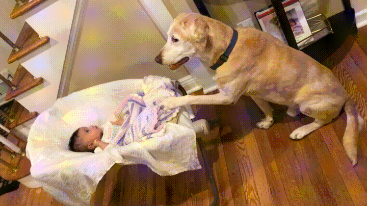 bebé,cuna,perro
