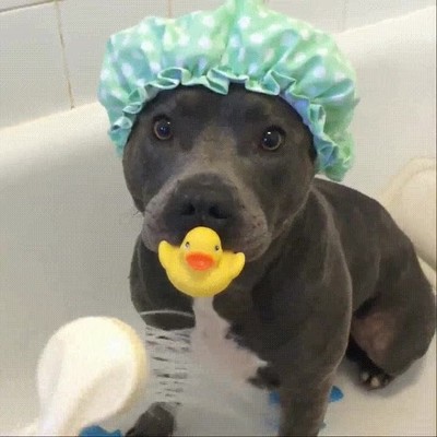 perro,ducha,ba&ntilde;o,gorro