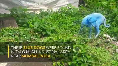 casar,contigo,dia,perros,azules,calle