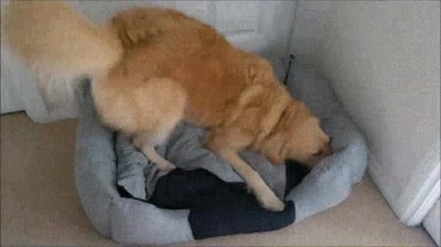 perro,contener,emoci&oacute;n,cama,nueva