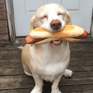 capacidad,control,hot dog,impresionante,perro