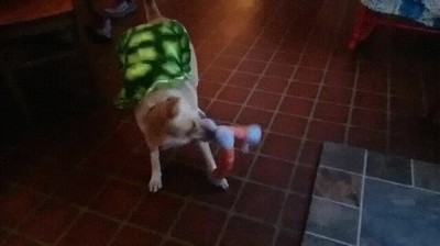 perros,capitulos,tortugas ninja