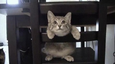 Enlace a La reacción de mi gato cuando hemos encendido la nueva impresora