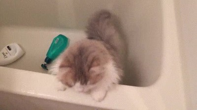 cara,gato,humano,ba&ntilde;ar