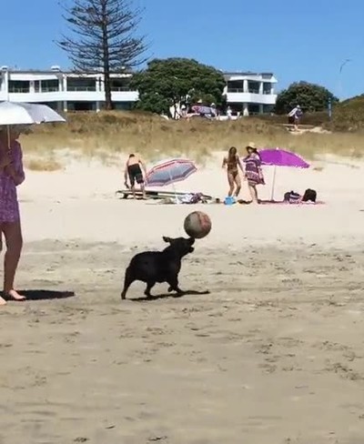 verdadero,peli,perro,Air Bud