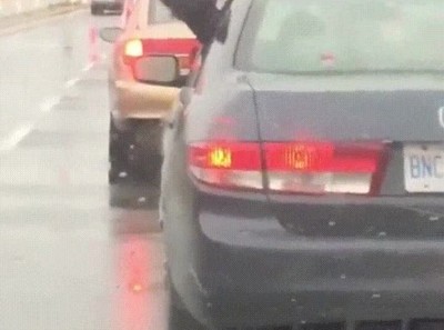 perro,hacer,lo mismo,llover,gotas,lluvia