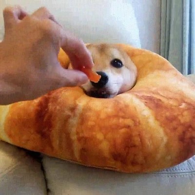 truco,infalible,desplegar,orejas,perro