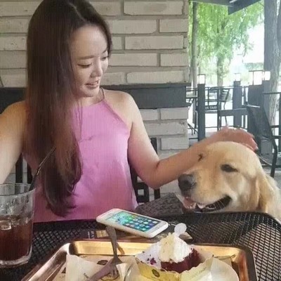 El típico truco de dar un lametazo para despistar y conseguir lo que quieres tipico,truco,despistar,perro,pastel