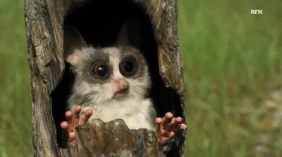 grabar,mayor&iacute;a,documentales,animales