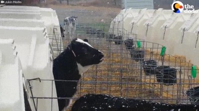 vaca,intentar,comer,bolas,nieve