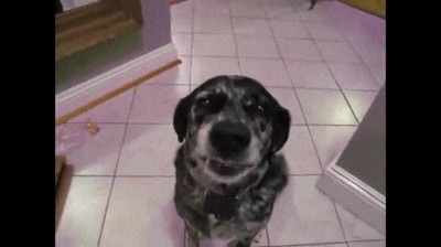 perro,sonrisa,olvidar,liada