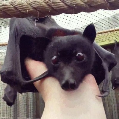 animales,miedo,adorables