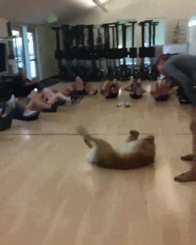 mejor,alumno,clase,gimnasia,perro