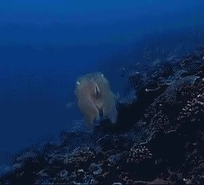 criaturas,marinas,pesadilla