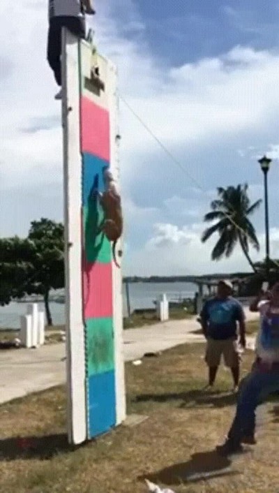 perros,spiderman,otras,vidas