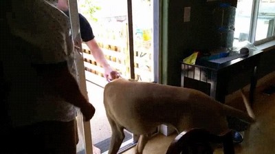 conocer,camino,tocar,puerta,perro