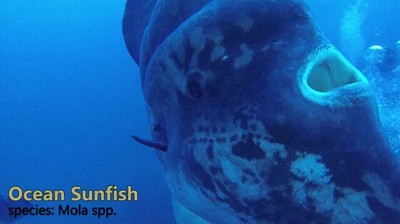 monstruos,marinos,clase