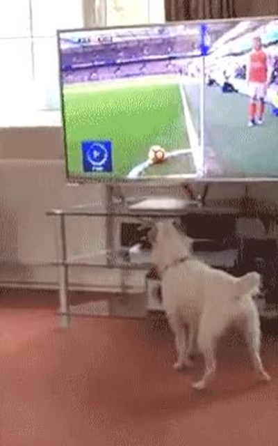 teles,alta,definici&oacute;n,realistas,perro,pelota,corner
