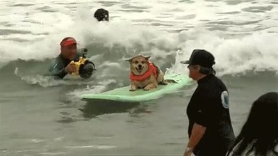 perro,surf,mendi,rollo