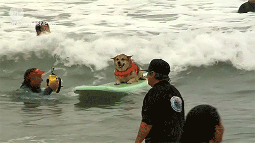 mendi,perro,rollo,surf