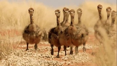 amigos,fiesta,colegas,petarlo