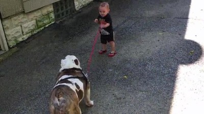 chaval,11 meses,intentar,pasear,perrito