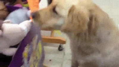 perros,oportunidad,elegir,primer juguete