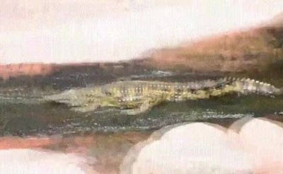 parque,atracciones,cocodrilos,divertido