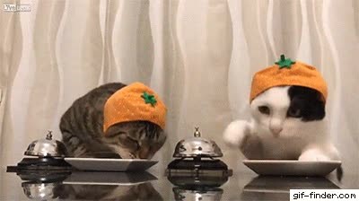 gatos,pedir,comida,manera,educada