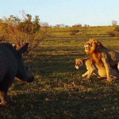 leon,rinoceronte,buscar,hotel