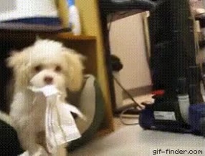 pillar,manos,masa,perro,papel,liada