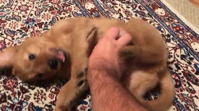 feliz,cachorro,rascar,precio