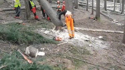 talar,arboles,profesionales,riesgo